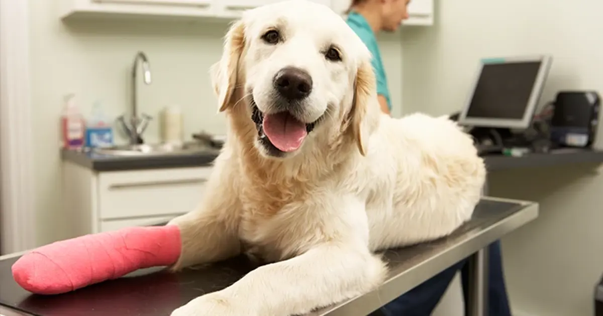 Pet Insurance Guide: Accident and Illness Coverage - News Directory 3