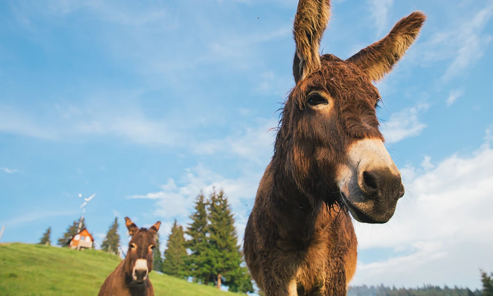 two mules on a hillside