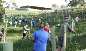 Several F&M Trust employees scattered planting trees on a farm hillside.